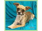 Adopt Louie in TX a Terrier
