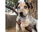 Adopt Teacup a Mixed Breed