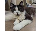 Adopt Dipstick bonded with Fluke - Silly and playful! $25! a Domestic Long Hair
