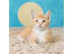 Adopt Mr McFeely a Domestic Short Hair