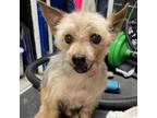 Adopt Patches Horton a Yorkshire Terrier