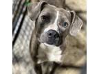 Adopt Morris CFS 240040770 a Pit Bull Terrier