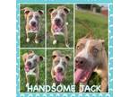 Adopt Handsome Jack CFS# 240040741 a Pit Bull Terrier
