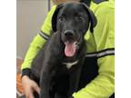 Adopt Dale CFS 240040499 a Labrador Retriever