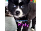 Siberian Husky Puppy for sale in East Tawas, MI, USA