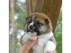 Shiba Inu Puppy for sale in Traverse City, MI, USA