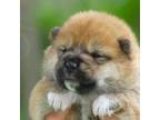 Shiba Inu Puppy for sale in Traverse City, MI, USA