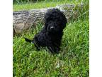 Goldendoodle Puppy for sale in Mocksville, NC, USA