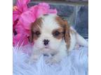 Cavalier King Charles Spaniel Puppy for sale in Woodburn, IN, USA