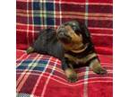 Rottweiler Puppy for sale in Henderson, TX, USA
