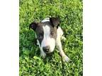 Adopt Baby Jaxon a Pit Bull Terrier