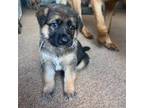 German Shepherd Dog Puppy for sale in Yeagertown, PA, USA