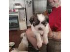 Shih Tzu Puppy for sale in Arley, AL, USA