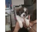 Shih Tzu Puppy for sale in Arley, AL, USA