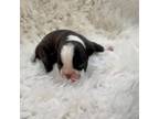 Boston Terrier Puppy for sale in Eight Mile, AL, USA