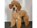 Poodle (Toy) Puppy for sale in Lexington, KY, USA