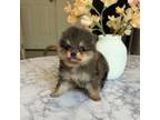 Pomeranian Puppy for sale in Chino Hills, CA, USA