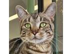 Adopt Jude a Domestic Short Hair