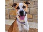 Adopt Connor a Mixed Breed