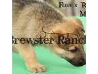 German Shepherd Dog Puppy for sale in Timpson, TX, USA