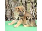 German Shepherd Dog Puppy for sale in Timpson, TX, USA