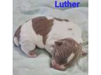 AKC- Luther