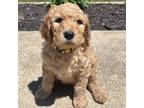 Goldendoodle Puppy for sale in Rockton, IL, USA