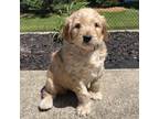 Goldendoodle Puppy for sale in Rockton, IL, USA