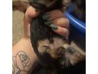 Yorkshire Terrier Puppy for sale in Carlisle, PA, USA