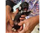 Maltipoo Puppy for sale in Homestead, FL, USA