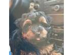 Mutt Puppy for sale in Joliet, IL, USA