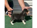 Beagle Puppy for sale in Pevely, MO, USA