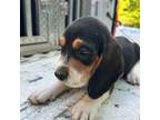 Beagle Puppy for sale in Pevely, MO, USA