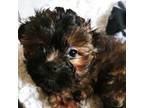 Shih Tzu Puppy for sale in Shelbyville, IL, USA