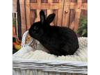 Adopt Oahu a Bunny Rabbit
