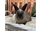 Adopt San Juan a Bunny Rabbit