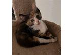 Macy Domestic Shorthair Kitten Female