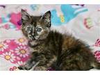 Reba Domestic Shorthair Kitten Female
