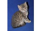 Samoas (Photos 5/20/2024) Domestic Shorthair Kitten Female