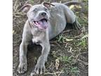 Adopt Camo a Pit Bull Terrier