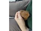 Adopt Ginger Biscuit a Guinea Pig