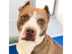 Adopt Isaac H a American Staffordshire Terrier