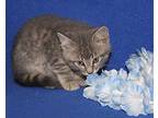 Thin Mints (Photoss 5/20/2024) Domestic Shorthair Kitten Male