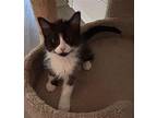 Olivia Domestic Longhair Kitten Female