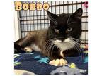 Borbo Domestic Shorthair Adult Male