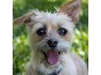Adopt Riley a Yorkshire Terrier