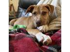 Adopt 407 a Pit Bull Terrier