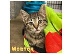 Morton - NN Domestic Shorthair Kitten Male