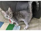 Nova II Domestic Shorthair Kitten Male