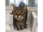 Russell Domestic Shorthair Adult Male
